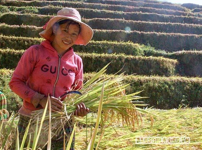 Mùa vàng no ấm hiện hữu trên gương mặt người phụ nữ vùng cao.