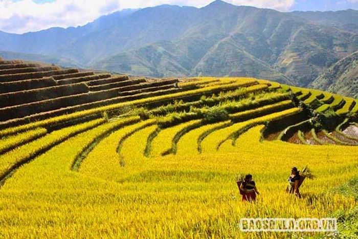 Ruộng lúa chín tạo nên khung cảnh nên thơ, hùng vĩ.