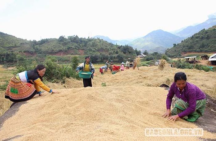 Bà con tranh thủ phơi thóc trong những ngày thời tiết nắng ráo.