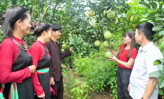 Cán bộ Hội LHPN xã Hoàng Khai (Yên Sơn) vận động hội viên phụ nữ thôn Yên Thái chuyển đổi cơ cấu cây trồng.