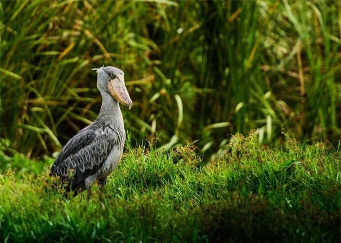 Theo National Geographic, chuyện cò mỏ giày săn cá sấu là có thật. Tuy nhiên, con mồi của nó thường chỉ là cá sấu con. Thức ăn chính của nó gồm ếch, bò sát và cá phổi. Cò mỏ giày là kẻ săn mồi kiên nhẫn. Chúng thường đứng bất động trong thời gian dài để rình mồi. Ảnh: Audobonva.