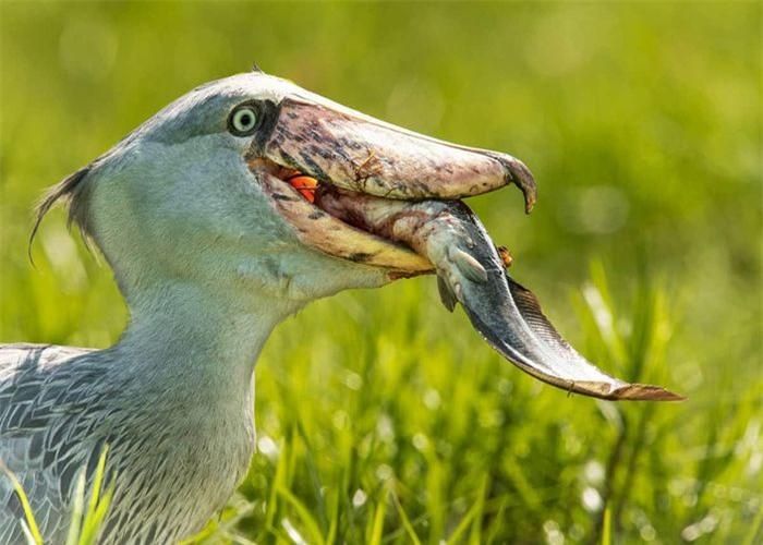 Cò mỏ giày được gọi là cò vì kích thước tương tự. Tuy nhiên, chúng có xu hướng giống bồ nông hơn - đặc biệt ở phương pháp săn mồi hung bạo. Ảnh: Just Birding.