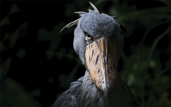 Cò mỏ giày có nguồn gốc từ một nhóm khủng long ăn thịt mang tên "Theropoda" - cùng nhóm khủng long T-Rex. Tuy nhiên, cò mỏ giày là hậu duệ của loài khủng long có kích cỡ nhỏ hơn nhiều. Qua thời gian, chúng tiến hóa để thích nghi. Cái mồm đầy răng sắc nhọn được thay thế bằng mỏ. Ảnh: Alamy.