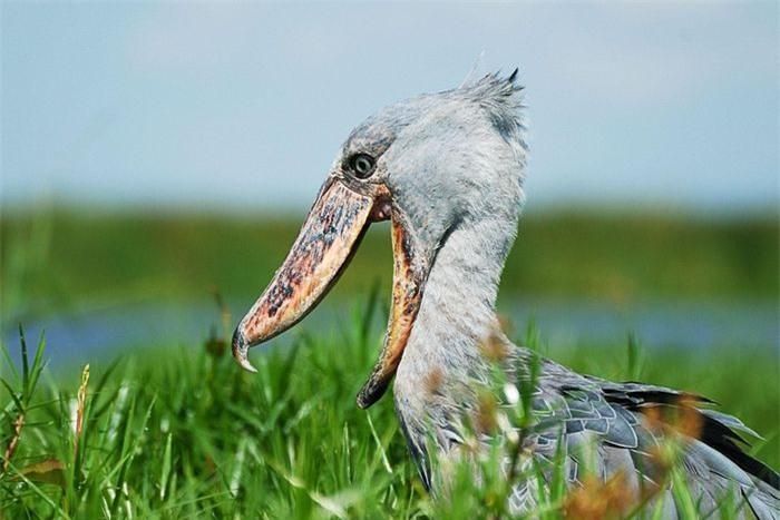 Dù là kẻ săn mồi đáng sợ trong giới tự nhiên, cò mỏ giày lại được xếp vào danh sách loài dễ bị tổn thương trong Sách đỏ. Tình trạng bảo tồn của nó chỉ cao hơn một bậc so với nguy cơ tuyệt chủng. Ảnh: Ebird.