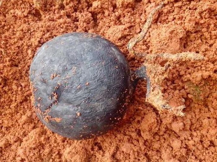 Cuối cùng các chuyên gia cũng cho họ biết đáp án. Hóa ra thứ mà ông Lưu đào được là sâm Ô linh, một loại thảo dược với nhiều công dụng rất tốt cho sức khỏe.