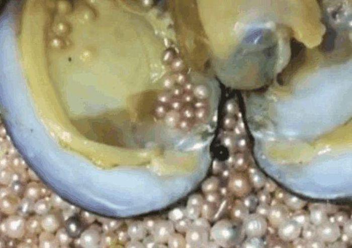 Đây được xem là phát hiện bất ngờ khiến nhóm bạn cắm trại vô cùng vui mừng vì có thu hoạch ngoài mong đợi. (Ảnh trong bài chỉ mang tính tham khảo). 
