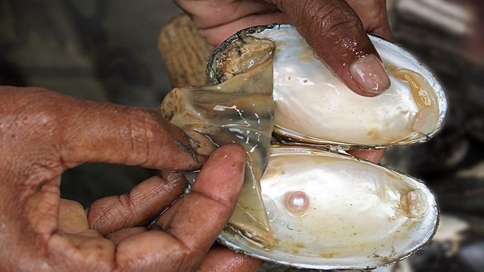 Dù người này cố gắng lôi nó ra khỏi bùn nhưng không thể. Vì vậy, ông gọi những người bạn tới để cùng lôi con vật ra khỏi bùn. Sau một hồi, họ thành công mang được thứ đó lên.
