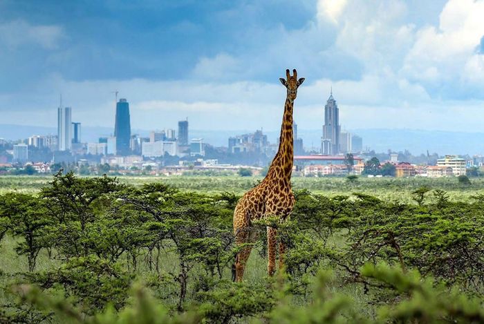 Kenya là trung tâm du lịch lớn thứ ba ở châu Phi. Ảnh: Rustic Nature Tours.