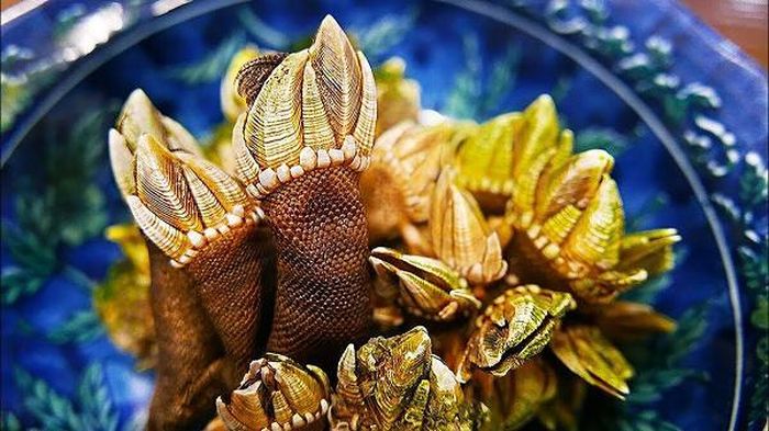 Hóa ra, thứ anh Mã tìm thấy là ốc chân rùa - loại ốc biển rất nổi tiếng của đảo Thương Xuyên. Tuy hình dáng của ốc chân rùa xấu xí nhưng thịt của chúng ăn rất ngon.