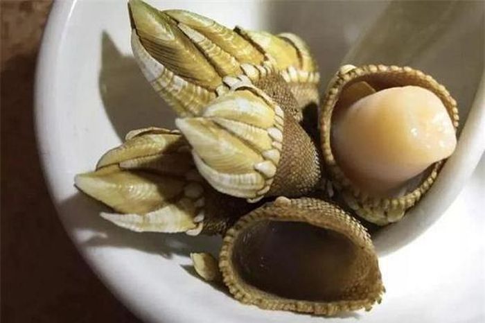 Vì thấy quá kỳ lạ, anh Mã đã cậy một ít rồi đem vào làng ngư dân gần đó để hỏi thăm về lai lịch của chúng. Bất ngờ là, vừa nhìn thấy đám sinh vật lạ trên tay chàng trai, ai ai cũng hồ hởi chạy ra chúc mừng anh trúng số độc đắc. 