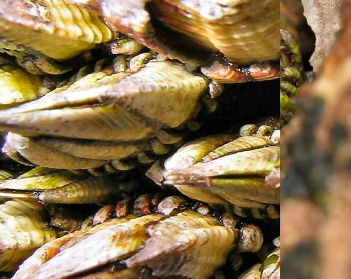 Thời gian bảo quản của ốc chân rùa cũng vô cùng ngắn, chỉ khi nào có khách đặt ngư dân mới bắt đầu đi khai thác. Họ cũng phải bóc chúng ra một cách khéo léo, nếu bị rách trực tiếp khi tách ra khỏi đá, ốc chân rùa sẽ chết và không thể tiêu thụ được.