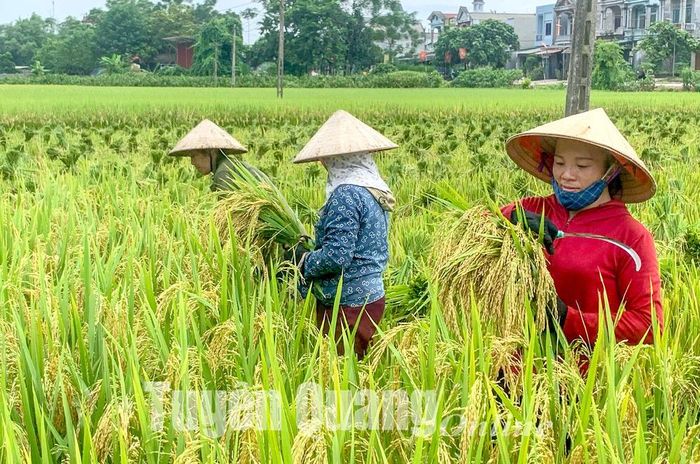 Những bông lúa nặng trĩu hạt ở xã Yên Nguyên (Chiêm Hóa). 