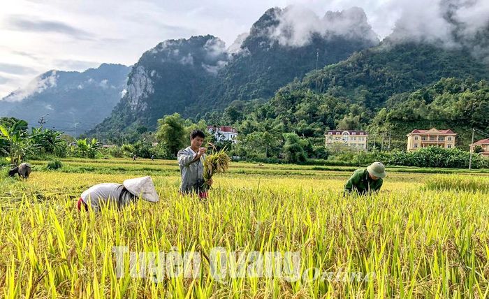 Người dân xã Lăng Can (Lâm Bình) thu hoạch lúa mùa.