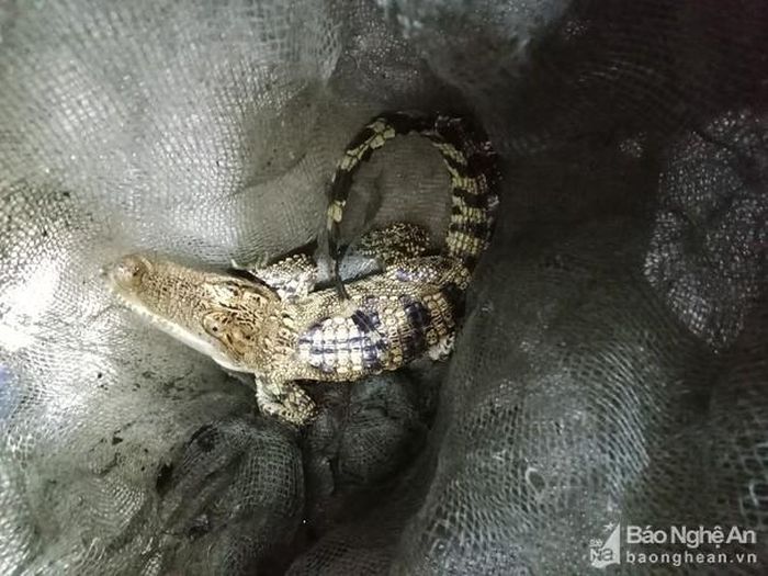 Nhóm câu cá đã dùng vợt và cần câu đưa lên khỏi bờ. Ảnh: Minh Thái