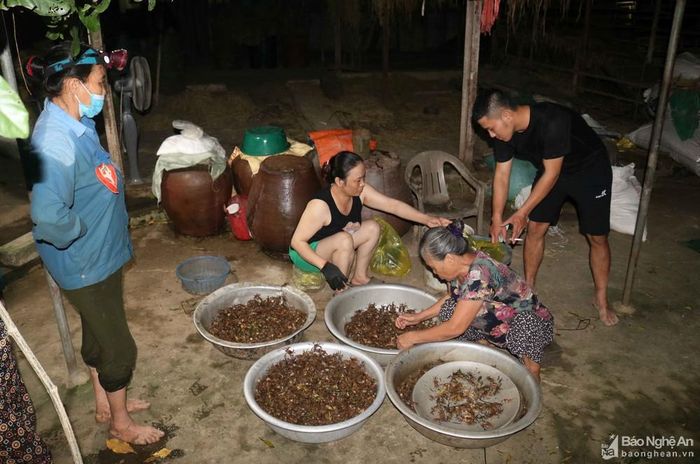 Từ 22 - 23 h đêm các điểm thu mua cáy trong làng bắt đầu hoạt động nhộn nhịp. Bà Lê Thị Hải (72 tuổi) xã Trung Phúc Cường cho biết, gia đình bà thu mua cáy đã nhiều năm. Cáy ở đây được tập kết để bán cho bà con trong huyện và chở đi Vinh. Ảnh: Huy Thư