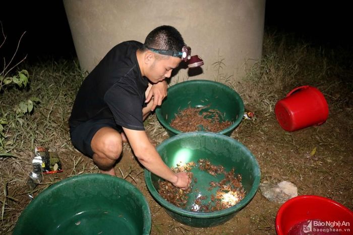 Hàng năm, khi nước lũ trên sông Lam rút cạn là thời điểm người dân đi săn cáy kiếm được nhiều cáy nhất. Ảnh: Huy Thư