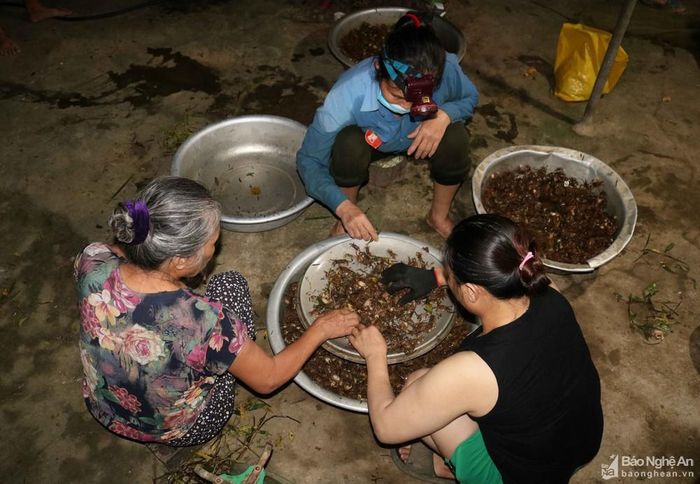 Cáy sông Lam đang được người dân địa phương mua nhập với giá 35 000 đồng/kg. Mỗi đêm đi săn cáy, tùy hên xui, 1 người có thể kiếm được 5 -7 kg, nhiều thì vài yến. Tuy phải thức đêm, bơi lội qua sông khá vất vả, nhưng cáy cũng đem lại cho bà con nguồn thu đáng kể. Ảnh: Huy Thư