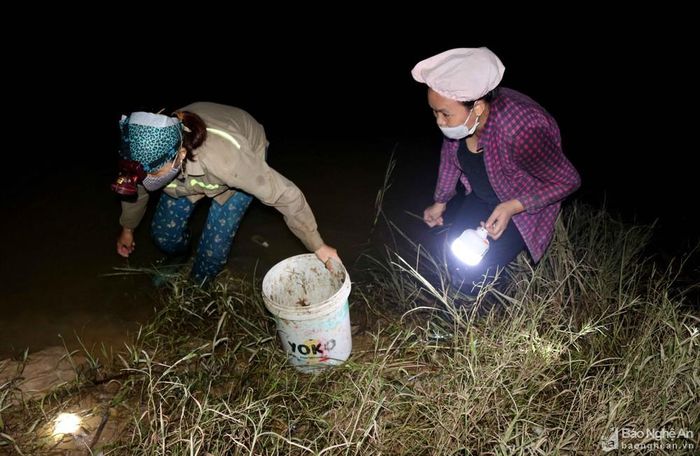 Không phải gồng gánh ống mồi đi nhử cáy trên ruộng như người dân Hưng Nguyên, bà con ở đây ra sông đi bắt cáy chỉ mang theo đèn pin và xô, chậu, bao bì. Ban đêm, cáy thường lên bờ, lên bãi đi kiếm mồi, người đi săn cáy chỉ cần dùng tay "chộp" nhanh để bắt. Họ lội khắp các bãi lác giữa sông để săn cáy. Một số ít phụ nữ không ra được giữa sông thì phải chịu đi săn cáy trong bờ. Ảnh: Huy Thư