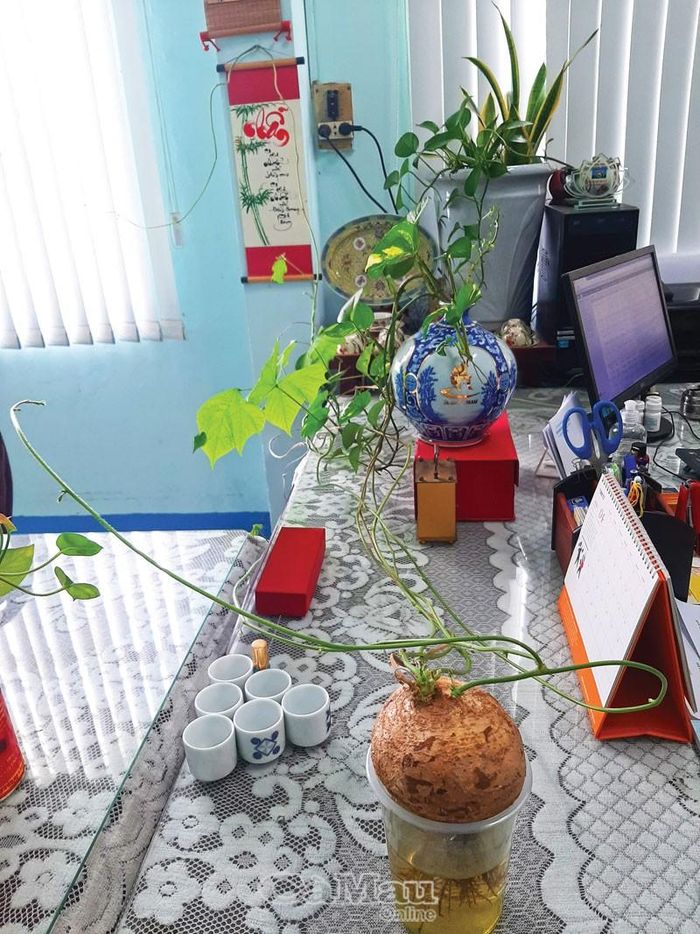 Chậu cây cảnh bằng củ sắn đã leo kín bàn làm việc của anh Lê Minh Sơn, Chánh văn phòng Sở VH-TT&DL Cà Mau.