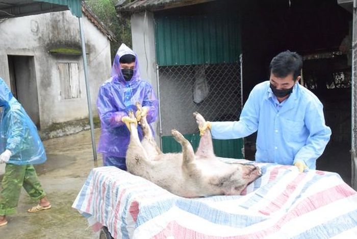 Dịch tả lợn châu Phi hiện bùng phát tại 53 tỉnh, thành phố và nguy cơ lây lan rộng là rất cao