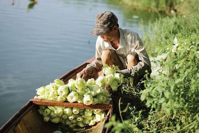 Sen trắng hồ Tịnh là đặc sản của Huế