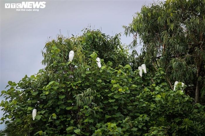 Sau khi chọn địa điểm hợp lý, họ bắt đầu kết các cành cây lại thành từng dàn, làm thang, chuẩn bị thẻ tre có dính nhựa để cắm lên những cành cây đã chuẩn bị sẵn.
