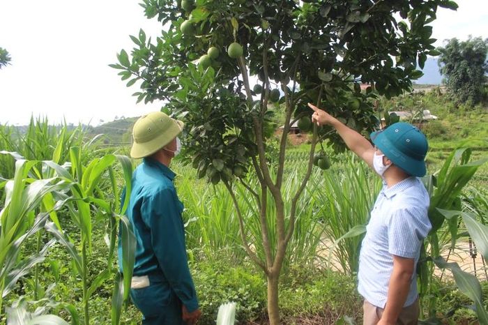 Cán bộ xã Bản Hon, huyện Tam Đường hướng dẫn kỹ thuật chăm sóc bưởi da xanh cho người dân bản Đông Pao 1.