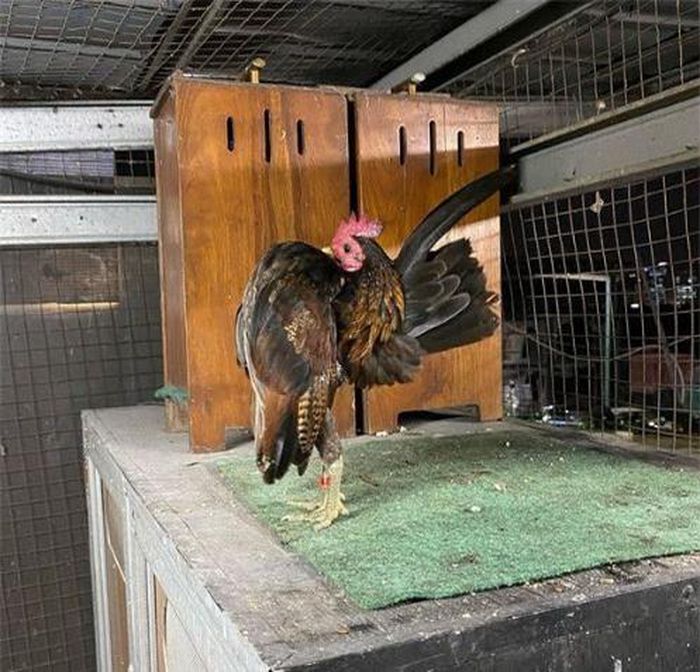 Gà Serama là loài gà nhỏ nhất thế giới nhưng lại sở hữu khả năng đặc biệt.
