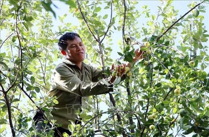 Cây sơn tra giúp người dân có thêm nguồn thu nhập từ rừng. Ảnh: Quý Trung – TTXVN