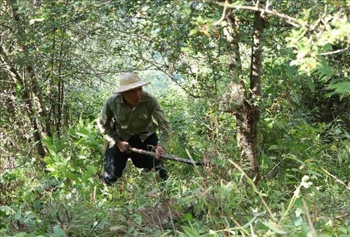 Người dân phát quang thực bì để phòng chống cháy rừng tại bản Phìn Ngan Xin Chải, xã Tả Lèng, huyện Tam Đường. Ảnh: Quý Trung - TTXVN