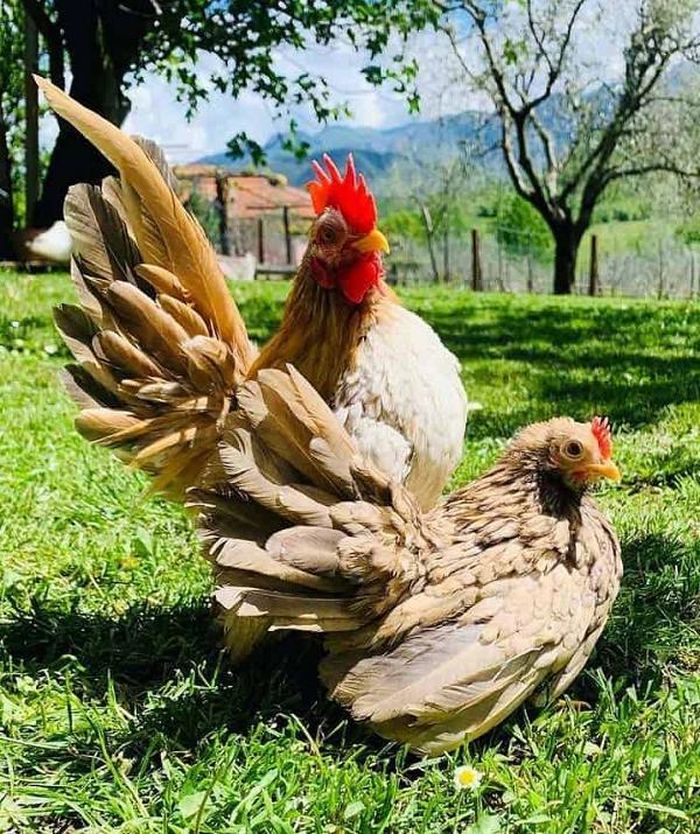 Để có những chú gà đẹp, người nuôi sẽ huấn luyện chúng từ khi mới chào đời. Và để giữ cho những con gà Serama được đánh giá cao ở hình dáng đẹp nhất, một số nhà lai tạo sẽ xoa bóp cho chúng ít nhất 10 phút mỗi ngày và cho chúng uống rượu tỏi ba lần một tuần để tăng khả năng miễn dịch.
