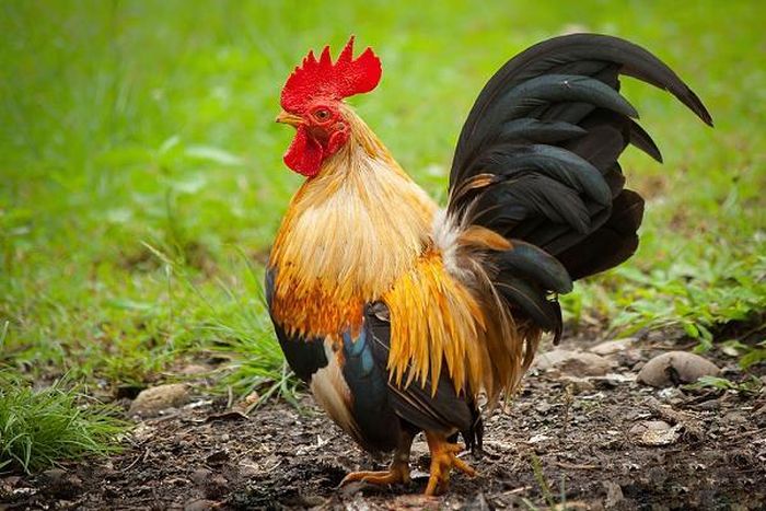 Gà Serama chịu được môi trường sống nóng và lạnh, nơi ở của giống gà này cần đảm bảo khô ráo, tránh ẩm ướt hay bùn. Mỗi năm gà Serama đẻ khoảng 180 - 200 quả trứng, thời điểm sinh sản nhiều nhất từ tháng 11 đến tháng 2.