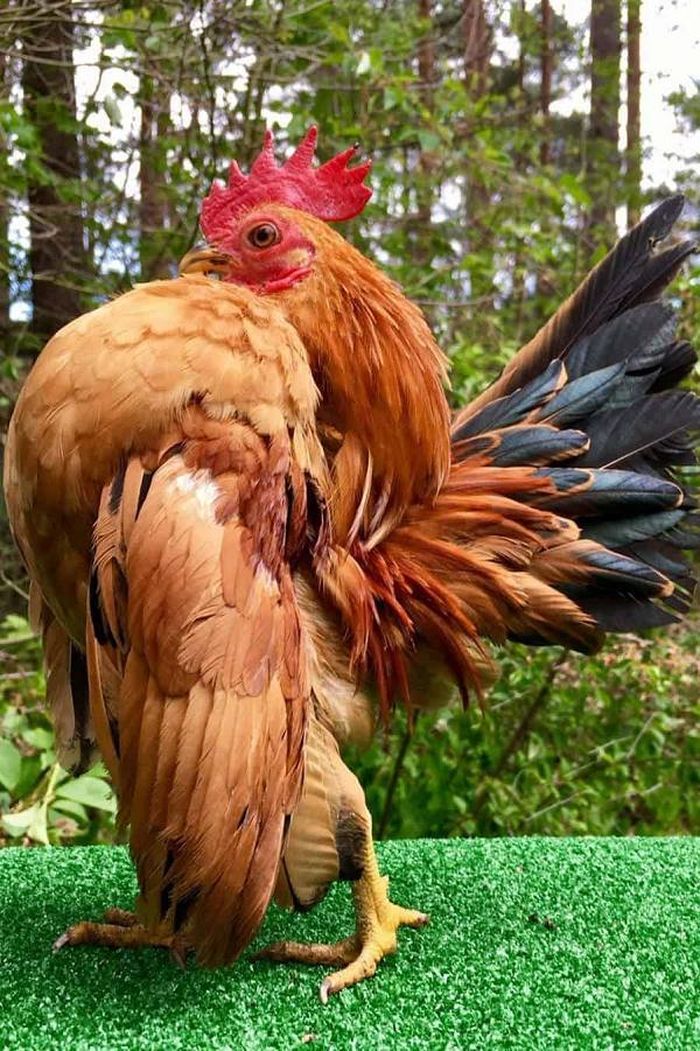 Chúng có lưng ngắn, phần đầu nhỏ gần như ngả về phía sau, cánh được giữ thẳng và hướng xuống mặt đất, lông đuôi dựng lên, các bộ phận cổ, đuôi và lưng tạo thành hình chữ V.