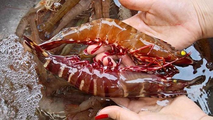 Tôm sú biển.