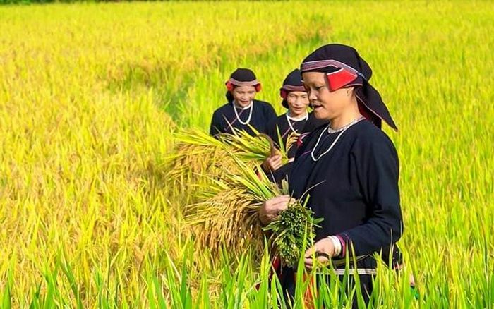 Ngày mùa ở Cao Đường. Ảnh: Minh Thủy