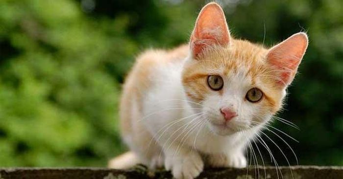 Ở những con mèo nhỏ trong nhà, hay các loài mèo nhỏ hoang dã khác chúng lại không thể gầm thét, vì cấu trúc xương hyoid trong cổ họng chúng hoàn toàn bị hóa rắn. Vì hóa rắn nên nó không linh hoạt và rất cứng, những con mèo này tạo ra tiếng kêu ít đáng sợ và thoải mái hơn.
