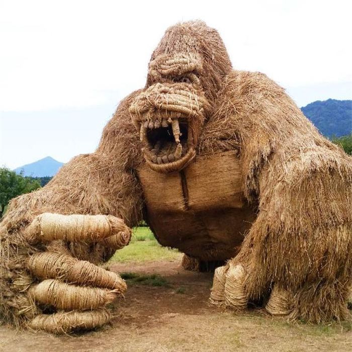 Khỉ đột.