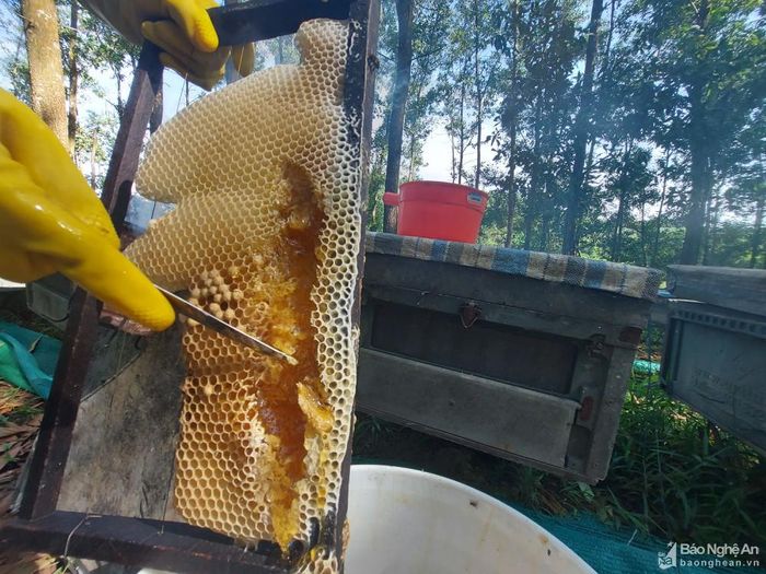 Thông thường khoảng 12 ngày sẽ quay mật 1 lần. Với 300 thùng nuôi ong của chị Tuyết, mỗi lần quay như thế được hơn 700 lít mật. Đại diện công ty sẽ đến tận nơi thu mua sỉ với giá hơn 20.000 đồng/ lít, còn bán lẻ cho người dân sẽ có mức giá hơn 50.000 đồng/lít. Trong khi đó, vài năm về trước, giá mật ong vẫn còn cao, với giá bán sỉ cho công ty có lúc lên gần 70.000 đồng/ lít. Ảnh: Tiến Hùng