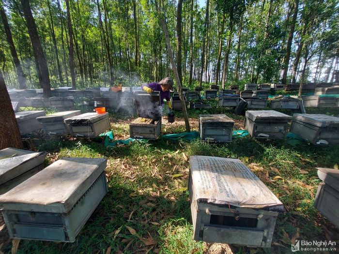 Tại một cánh rừng keo ở xã Ngọc Lâm (Thanh Chương), chúng tôi gặp chị Nguyễn Thị Tuyết (quê ở tỉnh Đồng Nai). Chị Tuyết năm nay mới 50 tuổi, nhưng đã có hơn 30 năm kinh nghiệm nuôi ong di cư. “Hơn nửa cuộc đời tôi là gắn với cái nghề này. Nhiều lúc cũng thấy tủi”, chị Tuyết nói. Trong ảnh, mỗi lần kiểm tra thùng ong, chị Tuyết đều phải hun khói để không bị ong đốt. Ảnh: Tiến Hùng