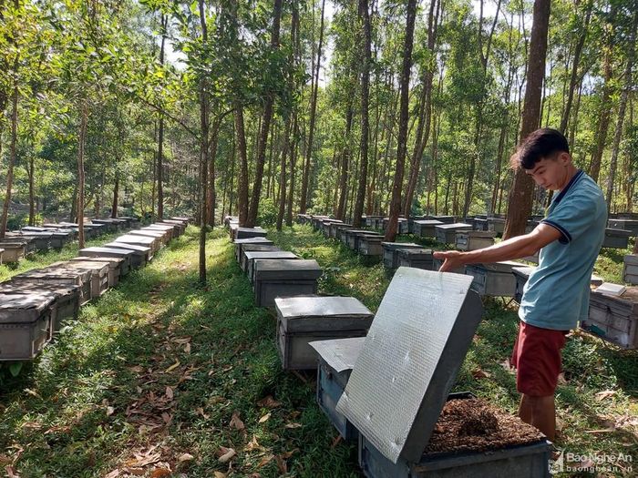 Cách lán chị Tuyết không xa là khu vực nuôi ong của anh Phạm Quang Phố (29 tuổi, TP. Phan Thiết, Bình Thuận). Anh Phố nói rằng, cả thanh xuân của anh là những chuỗi ngày đi theo đàn ong, sống cô độc giữa rừng. Vợ con ở quê, anh Phố phải một mình đưa ong đi khắp cả nước. Mỗi năm, số ngày anh về quê sống bên cạnh gia đình cũng chỉ đếm trên đầu ngón tay. “Nghề này cũng không hẳn cơ cực lắm, chỉ có đến ngày quay mật, ngày vận chuyển đi nơi khác mới vất vả, còn lại cũng khá nhàn. Tuy nhiên, sống cuộc sống này rất buồn, chỉ biết bầu bạn với đàn ong”, anh Phố nói.