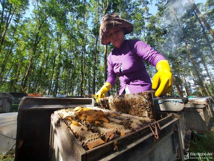 Làm nghề nuôi ong di cư, chị Tuyết phải sống một cuộc sống tạm bợ trong những túp lều xiêu vẹo dựng dưới cánh rừng. Chị Tuyết kể, mùa nào hoa nấy, nên một năm chị phải di chuyển đàn ong ít nhất 3 lần. Ít ngày tới, khi rừng keo không còn những lá non để đàn ong hút mật, chị Tuyết lại phải thuê xe tải bốc 300 thùng nuôi ong di chuyển vào Bình Phước, để tiếp tục nuôi dưới tán rừng cao su. Sau khi hết mùa cao su, chị lại vận chuyển ra Bắc, tới các tỉnh như Hưng Yên, Bắc Giang… để tận dụng mùa vải đơm hoa. Vì thế, cứ mỗi nơi lâu nhất chị cũng gắn bó chưa đầy nửa năm. Ảnh: Tiến Hùng