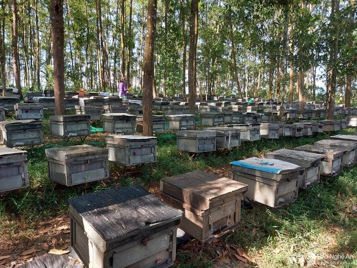 Các nhà khoa học khẳng định, việc nuôi ong mật không chỉ đem lại lợi ích kinh tế mà còn giúp thụ phấn, nhằm tăng sản lượng và chất lượng cho cây trồng. Ảnh: Tiến Hùng