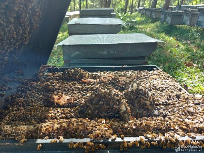Theo anh Phố, khó khăn nhất của nghề này là người dân không hiểu rõ ong là loài có lợi cho quá trình thụ phấn. Ở nhiều tỉnh khác, anh Phố chứng kiến người dân địa phương đến đập phá các trại ong vì cho rằng ong phá lúa, hoa màu. Không những thế, thấy người lạ đến một mình nuôi ong, nhiều kẻ thường đến dọa dẫm, xin tiền. “Tuy nhiên, đó là những vụ việc không hay ở các tỉnh khác. Còn nhiều tháng nay tôi nuôi ở Nghệ An nhưng bà con ở đây rất tốt”, anh Phố nói.