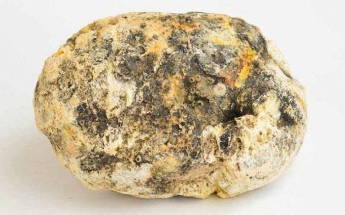 Không những thế thứ này còn khá bốc mùi. Tuy nhiên sau khi đào lên, ông Wilman thật sự ngỡ ngàng vì thứ "bốc mùi" mà chú chó tìm được lại chính là một khối long diên hương nặng tới hơn 3kg.