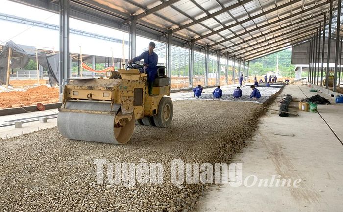 Công ty cổ phần Hồ Toản, xã Mỹ Bằng (Yên Sơn) gấp rút xây dựng dự án mở rộng trang trại chăn nuôi bò sữa.