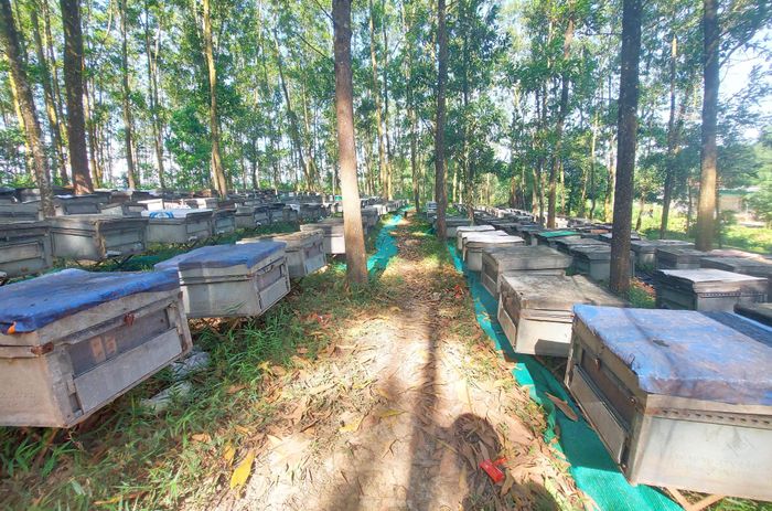 Theo anh Phố, khó khăn nhất của nghề này là người dân không hiểu rõ ong là loài có lợi cho quá trình thụ phấn. Không ít lần anh chứng kiến người dân địa phương đến đập phá các trại ong vì cho rằng ong phá lúa, hoa màu.