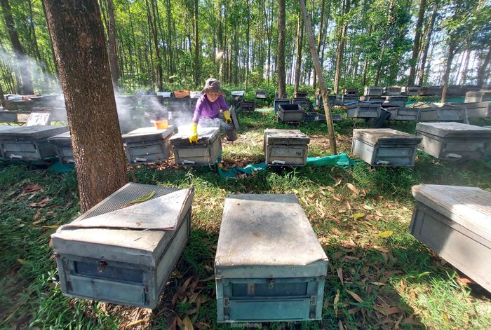 Hơn 30 năm gắn bó với nghề nuôi ong di cư, chị Nguyễn Thị Tuyết (50 tuổi, quê ở tỉnh Đồng Nai) cho biết, đã chuyển đến rừng keo ở xã Ngọc Lâm (huyện Thanh Chương) được vài tháng nay. Mỗi lần kiểm tra thùng ong, chị Tuyết đều phải hun khói để không bị ong đốt.