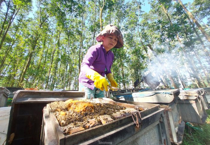 Từ khoảng tháng 4 - 10 hàng năm, đi dọc rừng keo ở các huyện Thanh Chương, Nam Đàn, Anh Sơn…(Nghệ An) không khó để bắt gặp những hộ đang nuôi ong lấy mật dưới tán rừng.