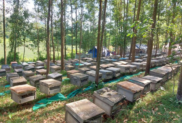 Hàng trăm thùng nuôi ong được xếp ngay ngắn dưới tán cây keo. Phần lớn những người nuôi ong di cư này, đều đến từ các tỉnh phía Nam.