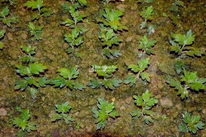 Người trồng hoa chia sẻ, nghề trồng hoa cúc Tết khó nhất là phòng trừ sâu bệnh, đặc biệt là các loại nấm gây hại, nên đòi hỏi người trồng hoa phải nắm được kỹ thuật chăm sóc. Ảnh: Xuân Hoàng